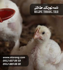 فروش جوجه گوشتی سپید ماکیان